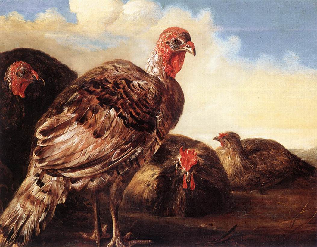 Domestic Fowl Cuyp — Aelbert Cuyp