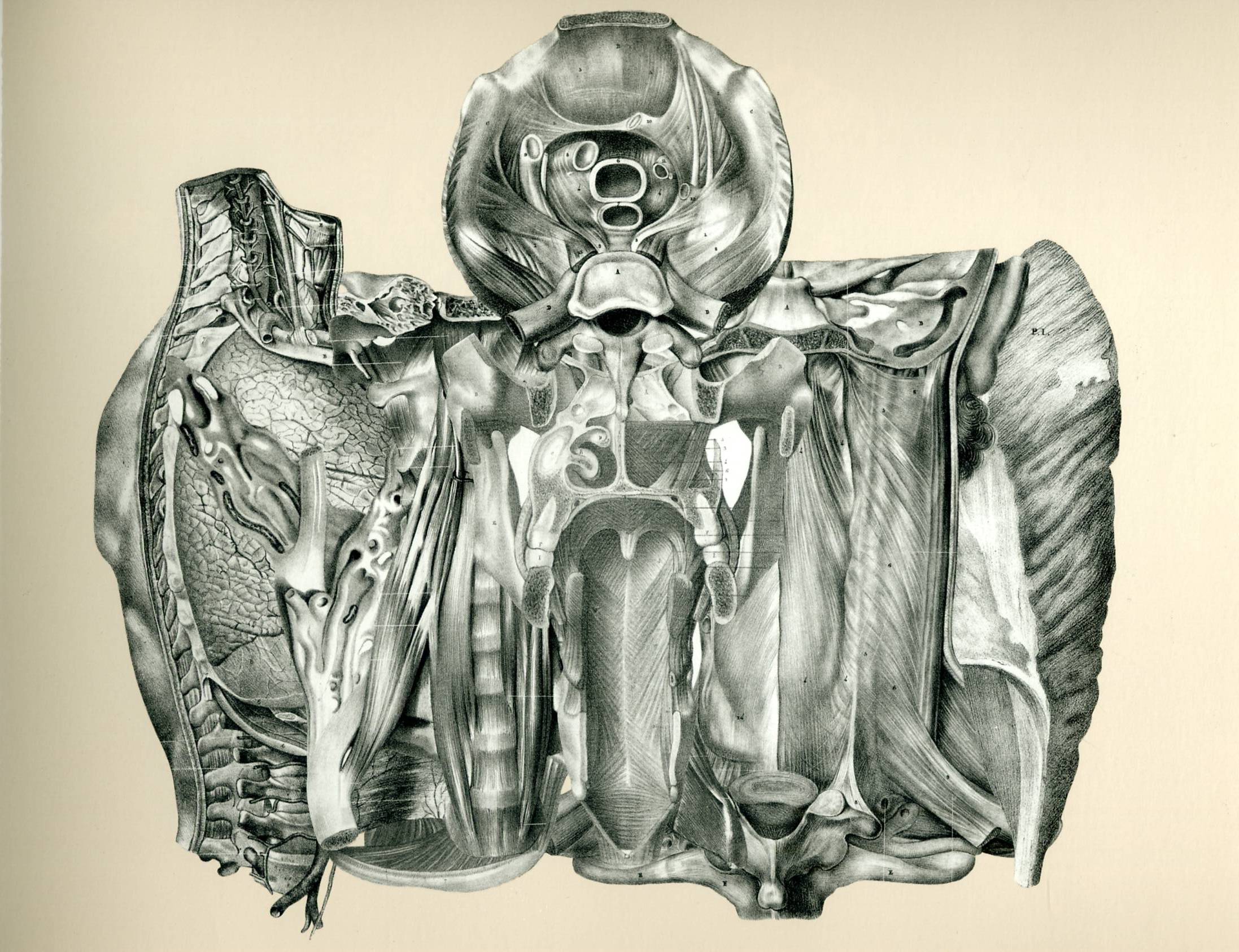 Drawings 18 Sommer — Frederick Sommer