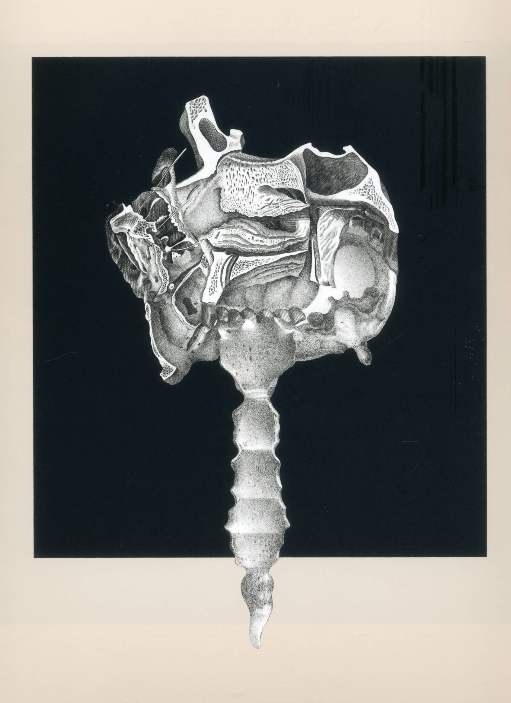 Drawings 24 Sommer — Frederick Sommer