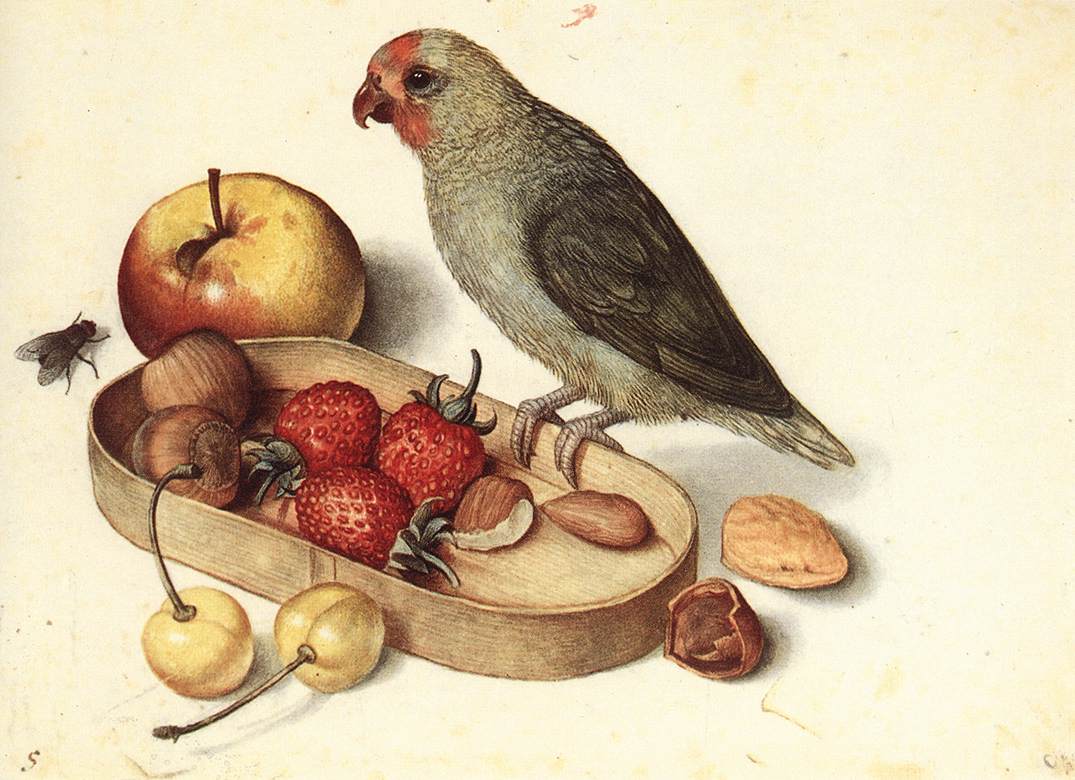 Bodegon Con Pygmy Parrot Flegel — George Flegel