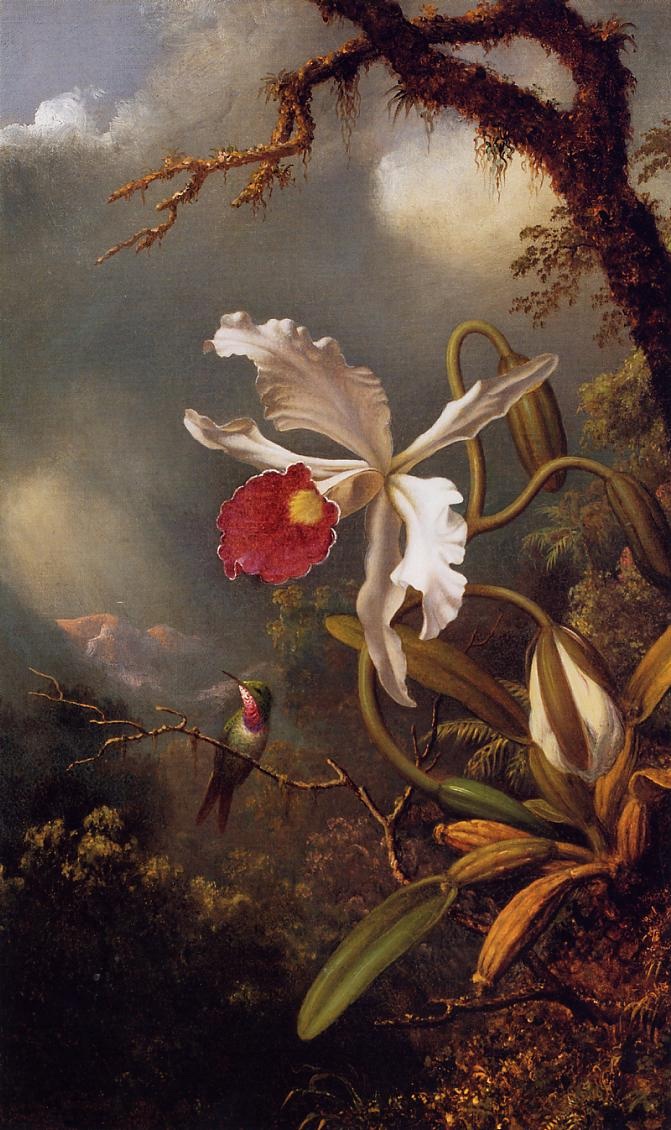 Amethyst Hummingbird Con Blanco Orchid Heade — Martin Johnson Heade