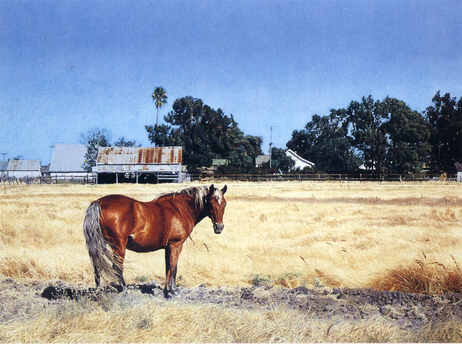 Richard Mclean Art 204 7 — Richard Mclean