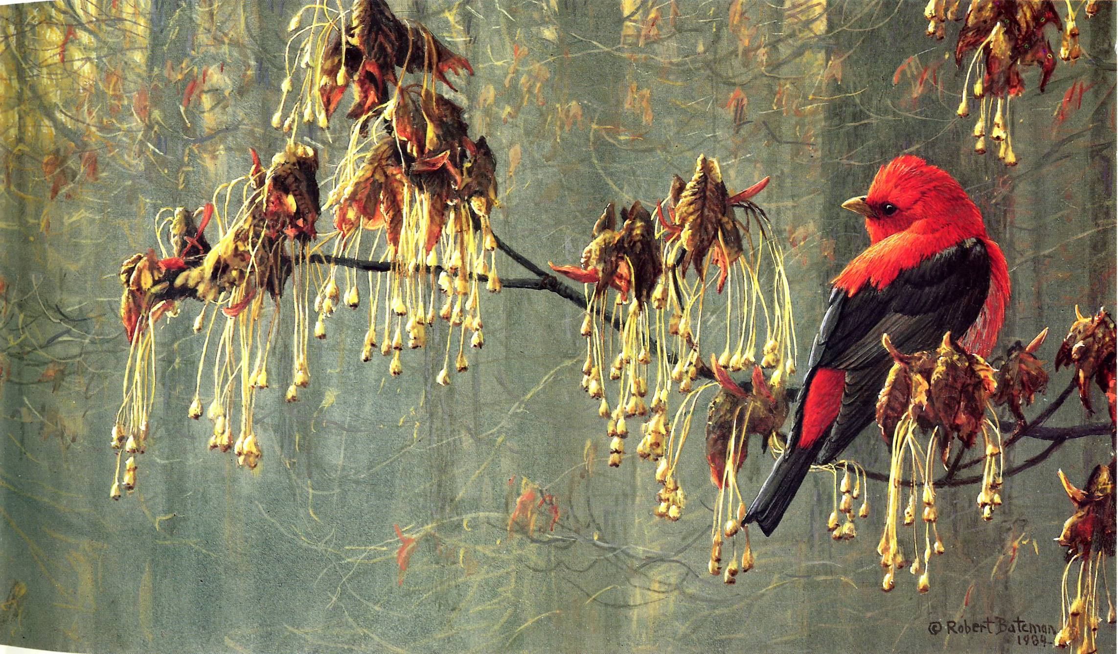 Art 643 Bateman — Robert Bateman