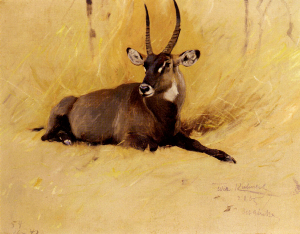 Common Waterbuck Kuhnert — Wilhelm Kuhnert